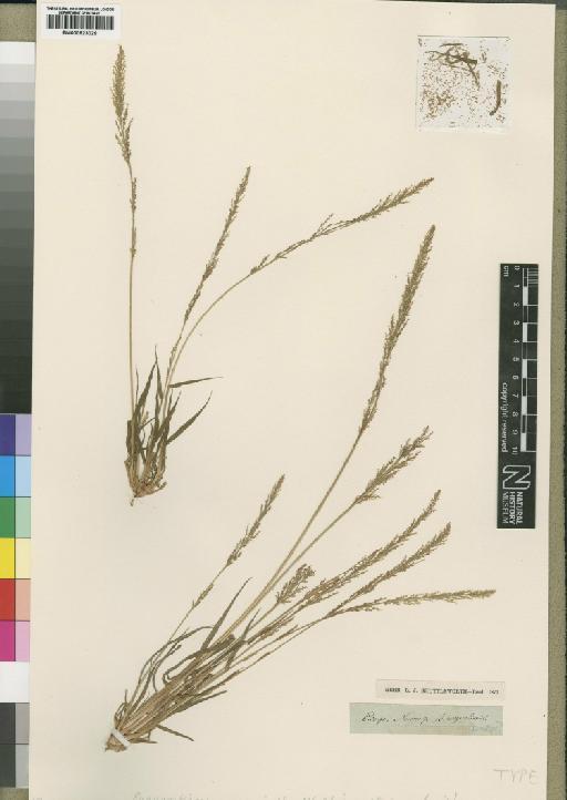 Eragrostis namaquensis Nees ex Schrad. - BM000923029