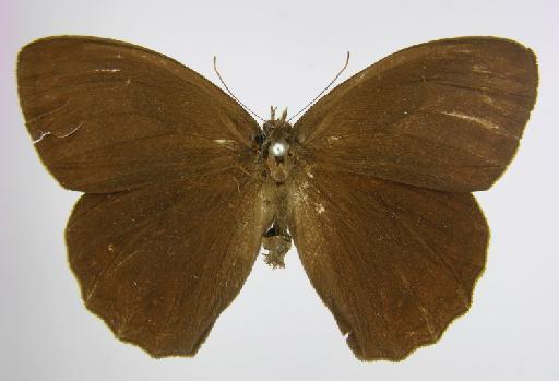 Debis marpessa Hewitson, 1862 - BMNH(E)_1267100_Pseudodebis_(Debis)_marpessa_Hewitson_T_male_ (2)