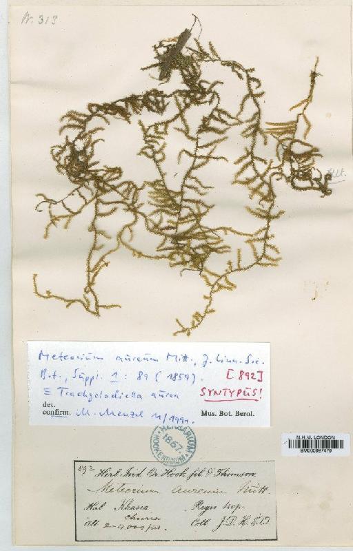 Trachycladiella aurea (Mitt.) M.Menzel - BM000987479