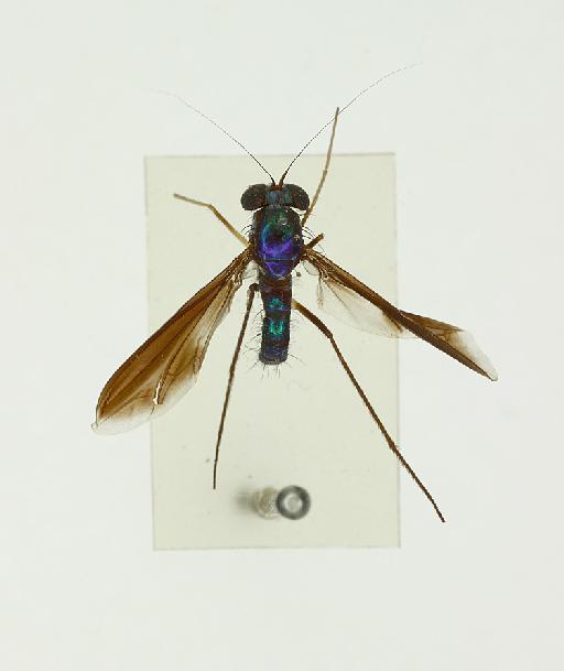 Chrysosoma bicolor Parent, 1937 - 010398017-Chrysosoma_bicolor-habitus_dorsal