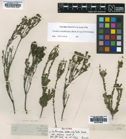 Pultenaea subumbellata Hook. - BM000544510