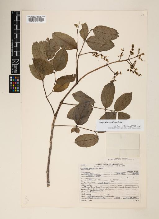 Staphylea occidentalis Sw. - 000521019