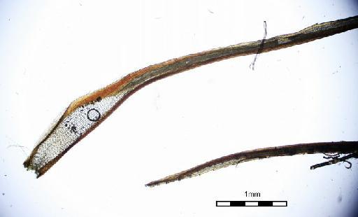 Syrrhopodon stuhlmannii Broth. - Syrrhopodon stuhlmannii_BM000677508wholeleaf2.jpg