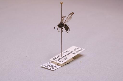 Polybia diguetana Buysson, 1905 - 013627609_additional_3
