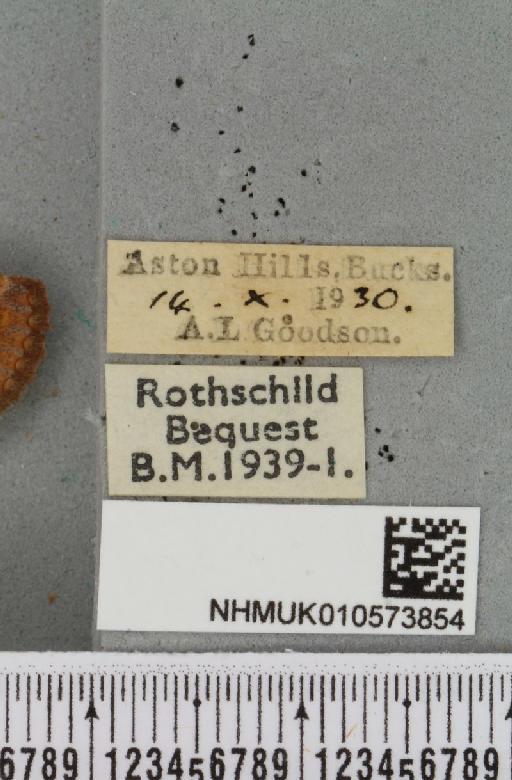 Eupsilia transversa ab. alborufescens Tutt, 1892 - NHMUK_010573854_label_634097