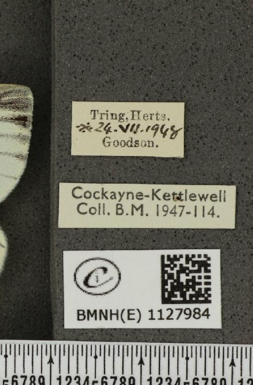 Pieris napi sabellicae ab. supermaculata Müller, 1938 - BMNHE_1127984_label_81462