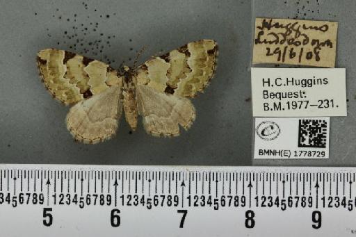Colostygia pectinataria ab. albocincta Lempke, 1949 - BMNHE_1778729_354372
