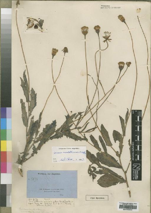 Senecio marlothianum O.Hoffm. - BM000924610