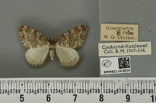 Entephria flavicinctata ruficinctata (Guenée, 1858) - BMNHE_1616016_318508
