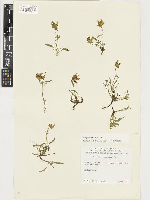 Anthyllis vulneraria L. - BM001128486