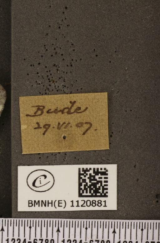 Leptidea sinapis sinapis Linnaeus, 1758 - BMNHE_1120881_label_74657