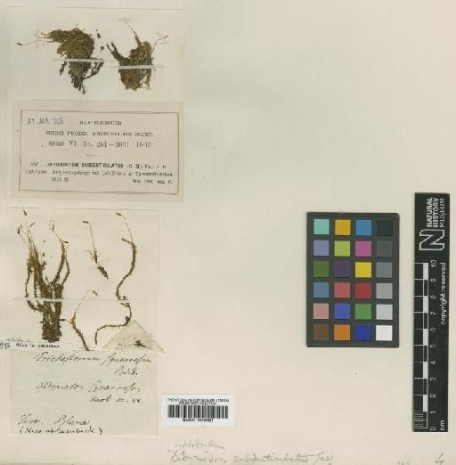 Leptodontium viticulosoides (P.Beauv.) Wijk & Margad. - BM001006461_a