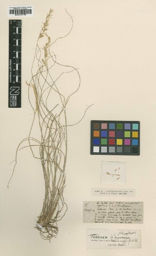 Festuca flavescens Bellardi - BM001067166