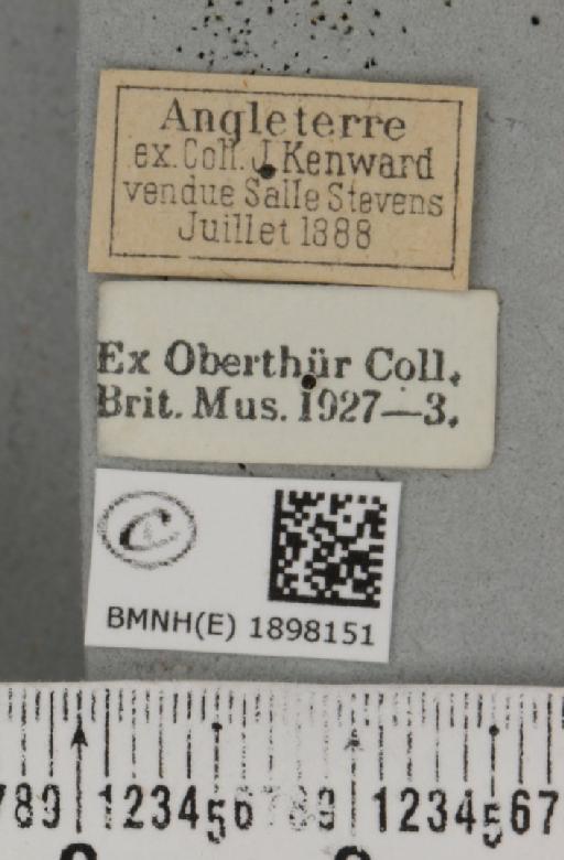 Lycia zonaria britannica (Harrison, 1912) - BMNHE_1898151_label_460363