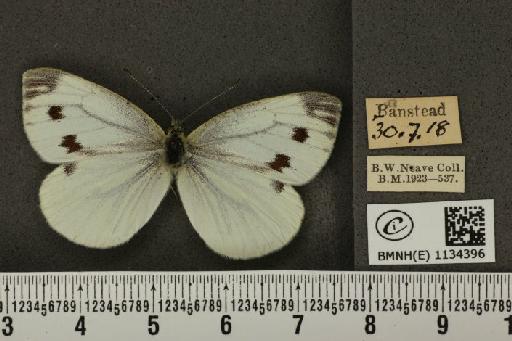 Pieris napi sabellicae Stephens, 1827 - BMNHE_1134396_88745