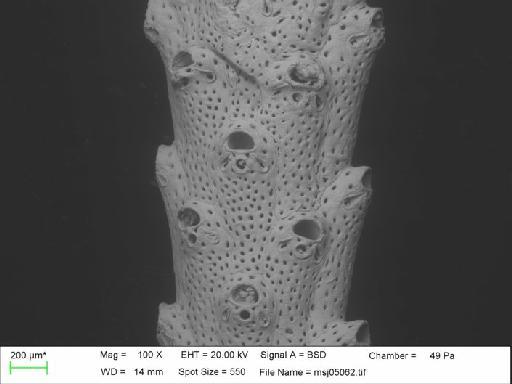 Adeonella falcicula Hayward, 1981 - Adeonella_falcicula_msj05062