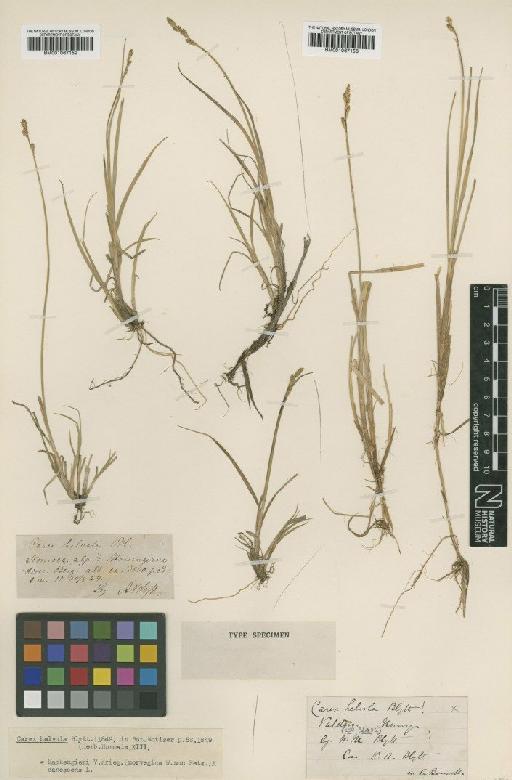 Carex mackenziei V.I.Krecz. × C. curta Gooden. - BM001067152