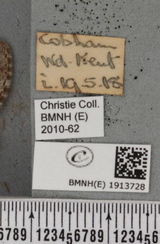 Aethalura punctulata (Denis & Schiffermüller, 1775) - BMNHE_1913728_label_485621