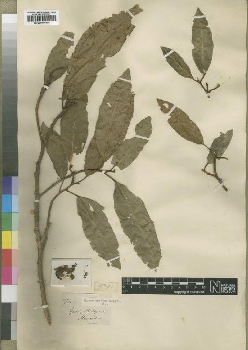 Ficus polyphlebia Baker - BM000911461