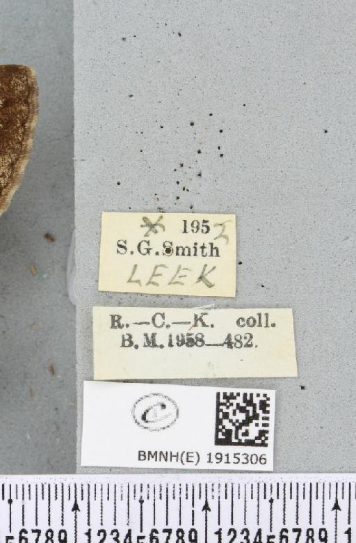 Alcis repandata repandata (Linnaeus, 1758) - BMNHE_1915306_label_476023