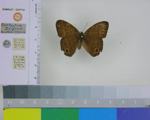 Euptychia erigone Butler, 1867 - BMNH(E)_ 1204749_Yphthimoides_(Euptychia)_maepius_maepius_erigone_Butler_T_male (1)