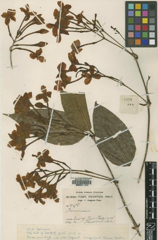 Jasminum pericallianthum Kobuski - BM000611278