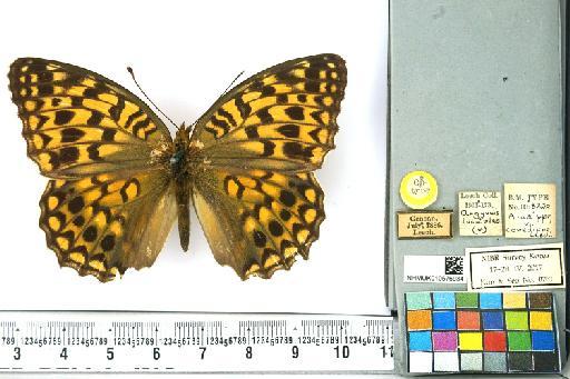 Fabriciana niobe niobe (Linnaeus, 1758) - NHMUK010576934_Argynnis_niobe_(Linnaeus)_Cotype_dorsal