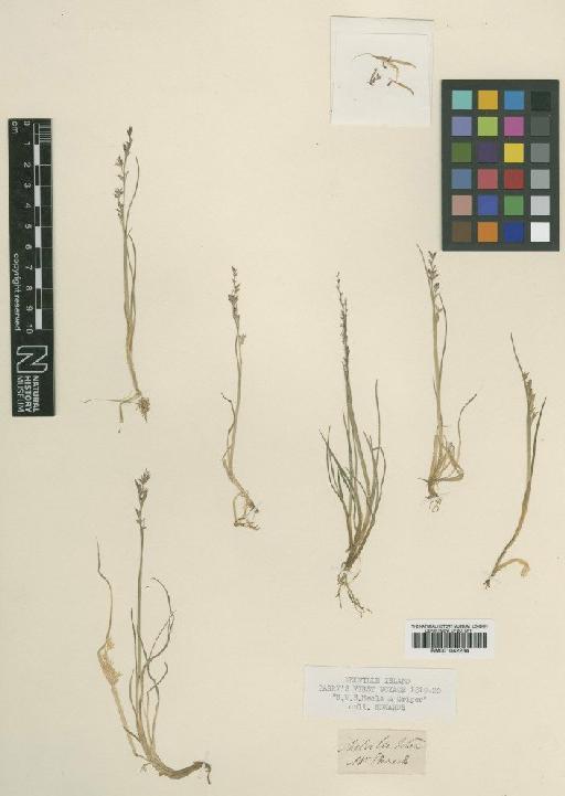 Puccinellia angustata (R.Br.) E.L.Rand & Redfield - BM001042234