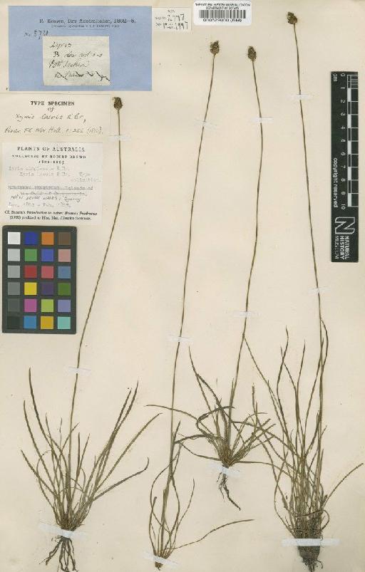 Xyris complanata R.Br. - BM000529000