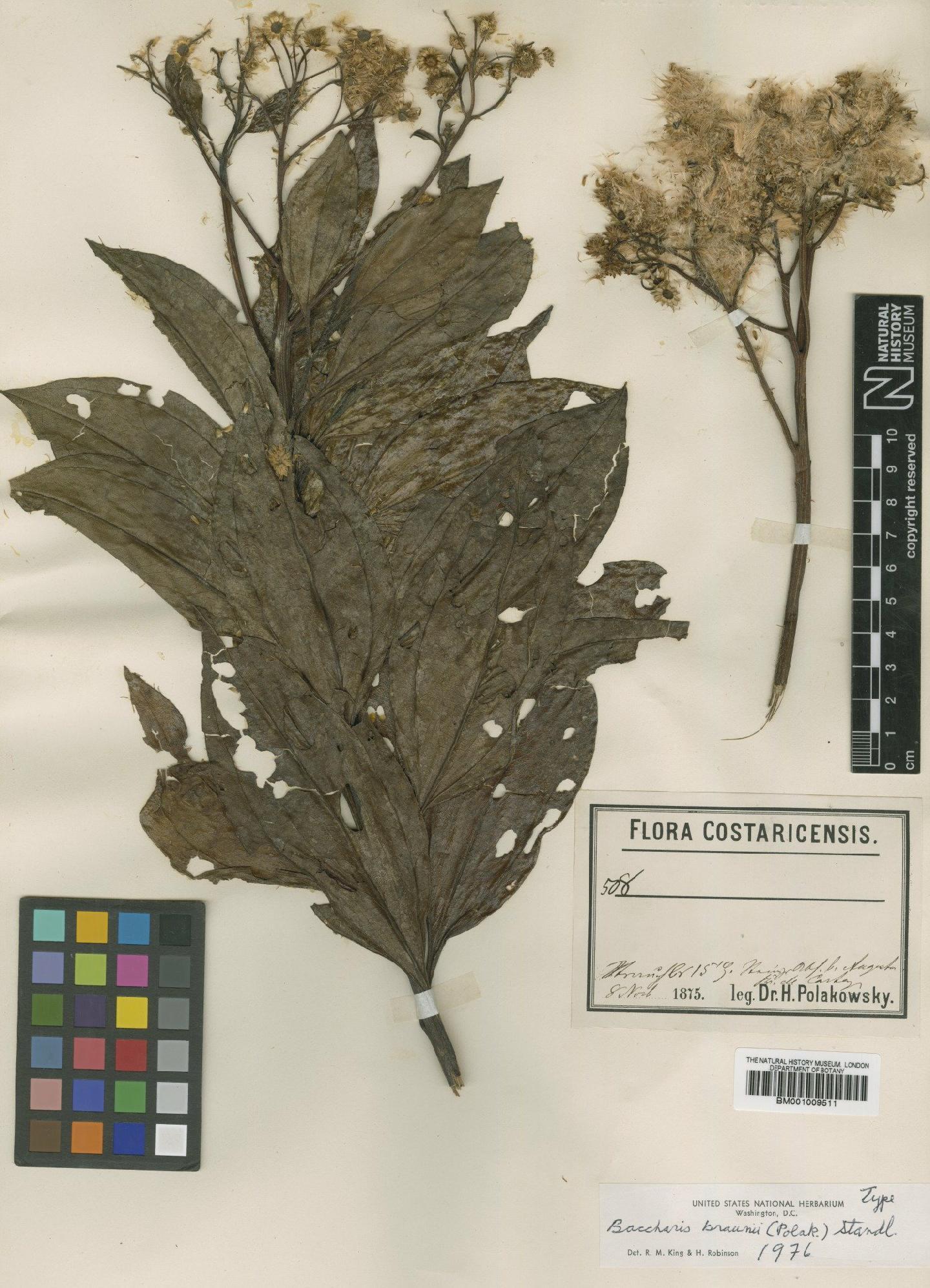 To NHMUK collection (Baccharis pedunculata (Mill) Cabrera; Type; NHMUK:ecatalogue:611945)