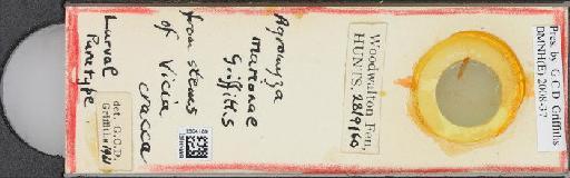 Agromyza marionae Griffiths, 1963 - BMNHE_1504189_59276