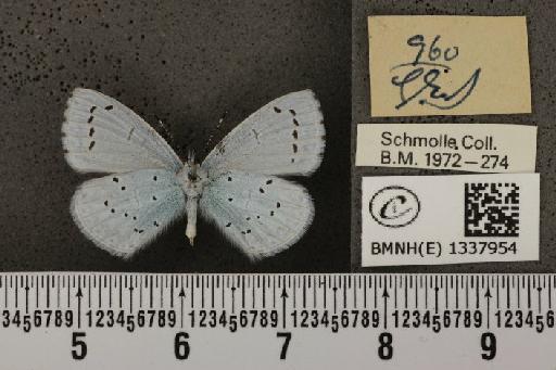 Celastrina argiolus britanna (Verity, 1919) - BMNHE_1337954_a_145567