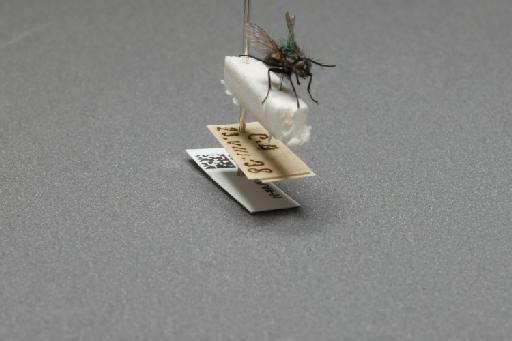 Sarcophaga (Myorhina) nigriventris Meigen, 1826 - 015092172_additional_4