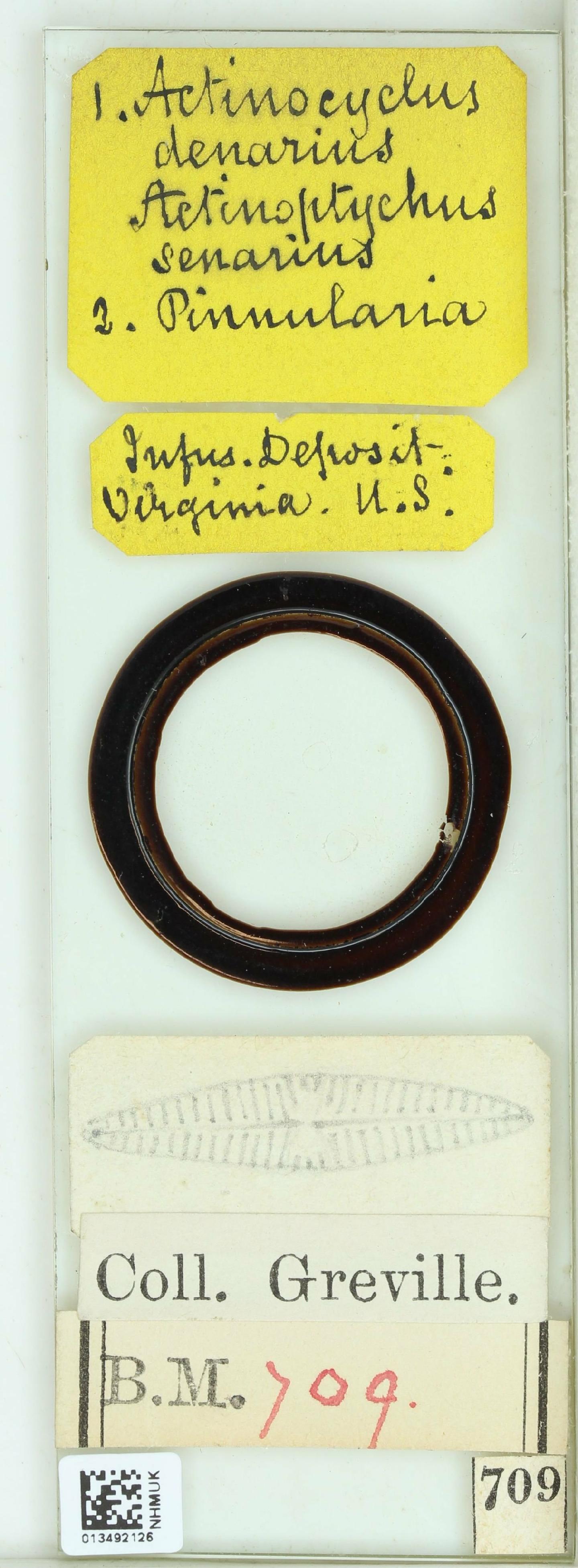 To NHMUK collection (Actinoptychus senarius (Ehrenb.) Ehrenb.; Type; NHMUK:ecatalogue:4730500)