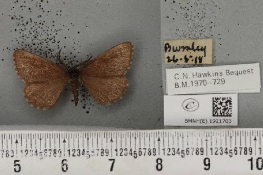 Ematurga atomaria ab. unicoloraria Staudinger, 1871 - BMNHE_1921703_487029