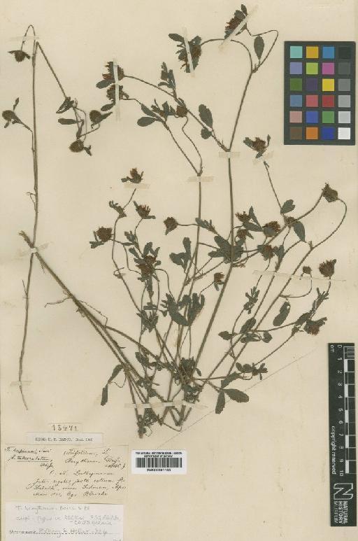 Trifolium berytheum Boiss. & Blanche - BM000901166