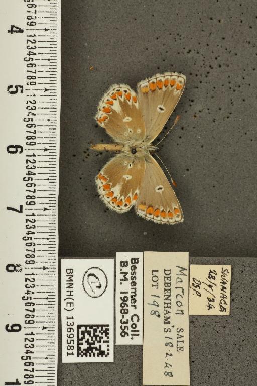 Aricia agestis ab. impunctata Oberthür, 1910 - BMNHE_1369581_177495