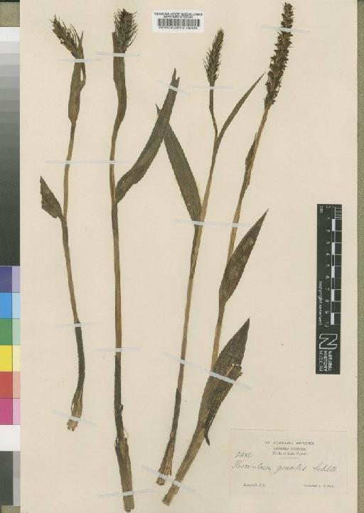 Brownleea parviflora Harv. ex Lindl. - BM000042852