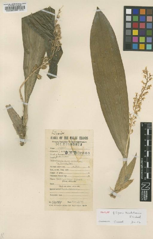 Liparis kinabaluensis J.J.Wood - BM000088855