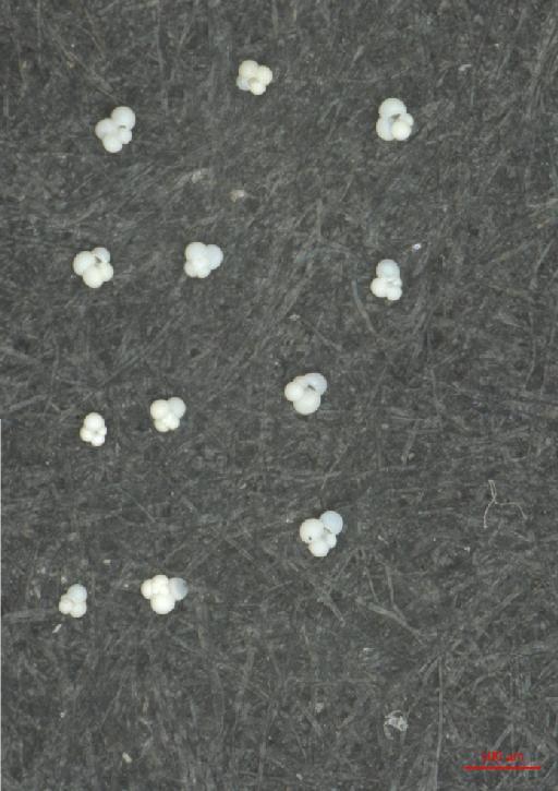 Globigerina falconensis Blow, 1959 - ZF6175