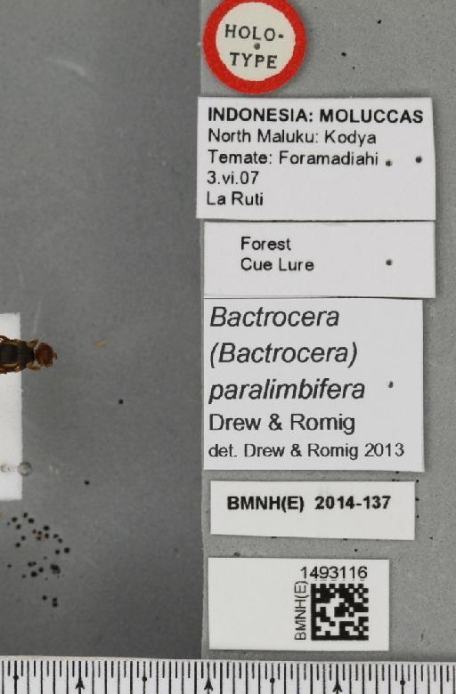 Bactrocera (Bactrocera) paralimbifera Drew & Romig, 2013 - BMNHE_1493116_label_44209