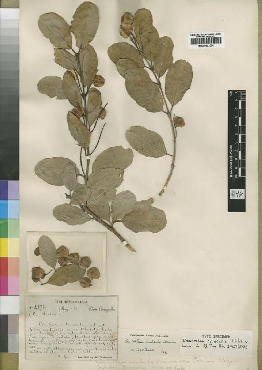 Combretum imberbe Wawra - BM000902055