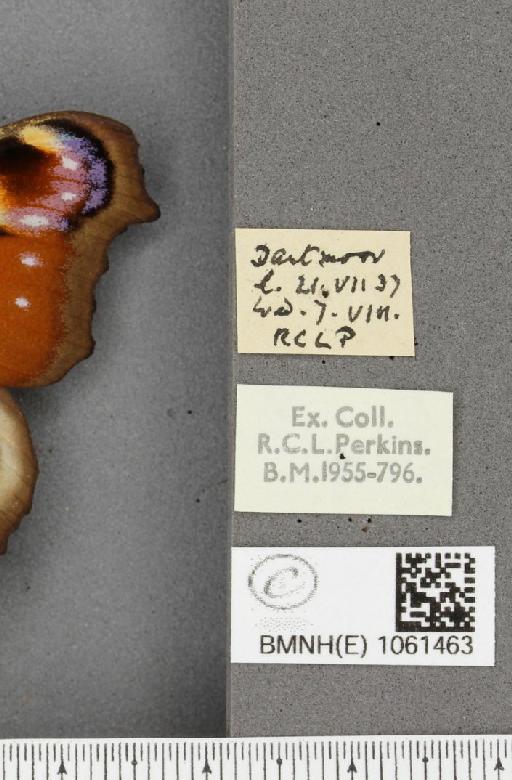 Aglais io (Linnaeus, 1758) - BMNHE_1061463_label_22091