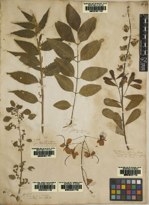 Acalypha indica L. - BM000621782