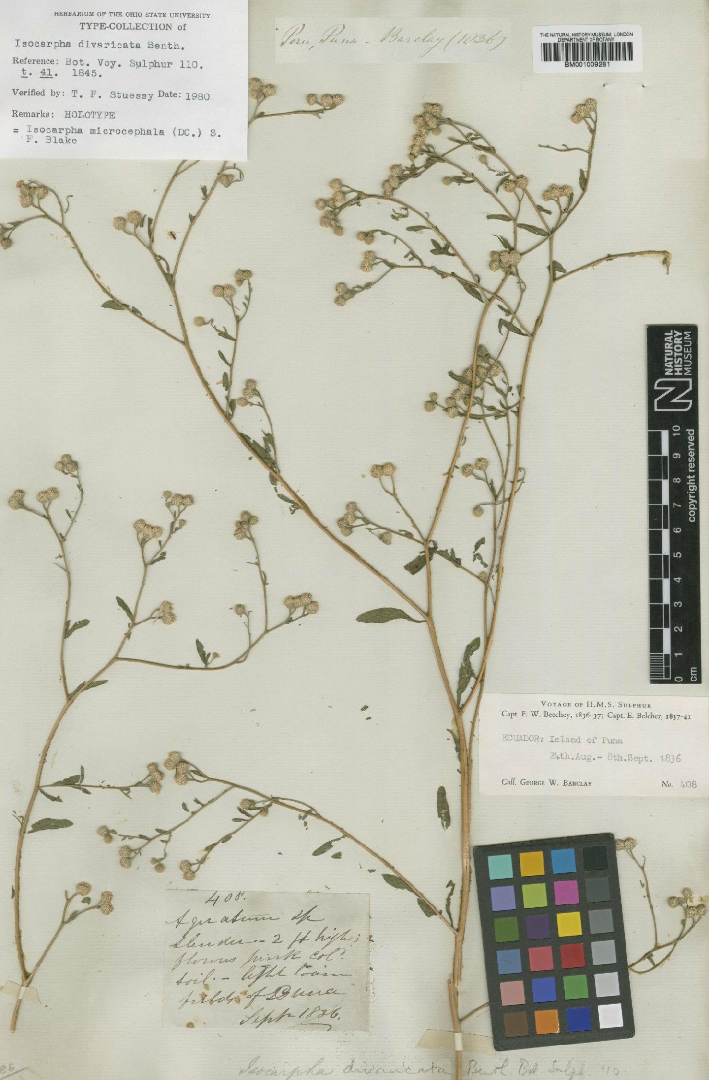 To NHMUK collection (Isocarpha divaricata Benth.; Holotype; NHMUK:ecatalogue:562308)