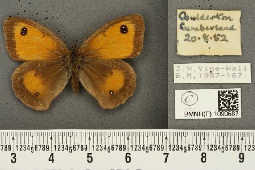 Pyronia tithonus britanniae (Verity, 1914) - BMNHE_1090687_996