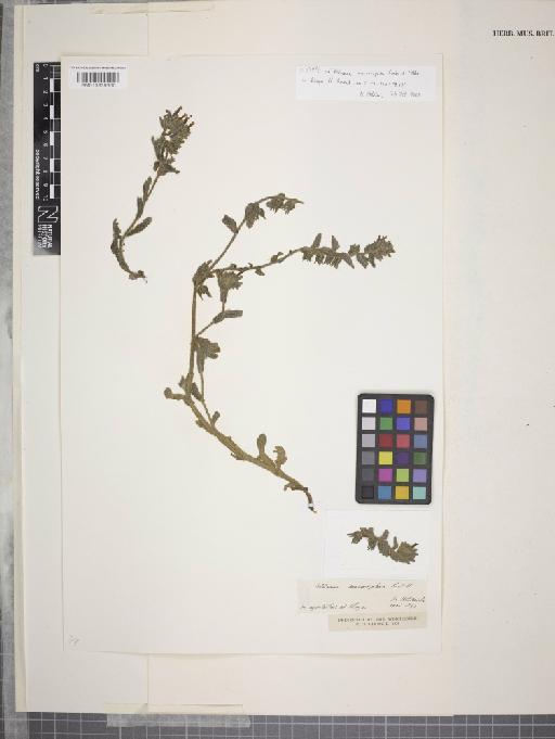 Alkanna macrosiphon Boiss. & Heldr. - 013839860
