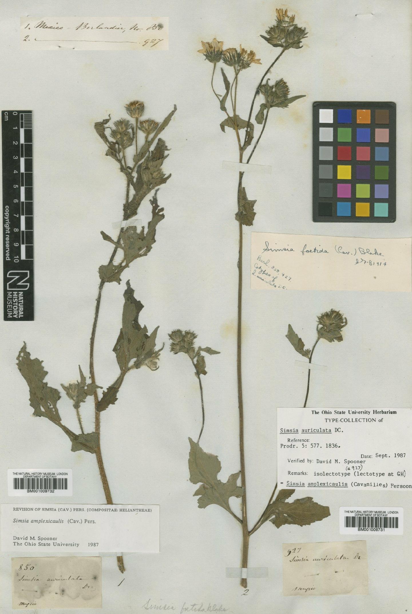 To NHMUK collection (Simsia amplexicaulis (Cav.) Pers.; Isolectotype; NHMUK:ecatalogue:620609)