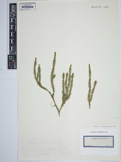Lycopodium annotinum L. - BM001184422