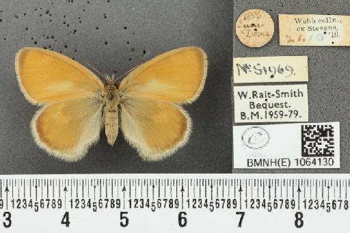 Coenonympha pamphilus ab. partimtransformis Leeds, 1950 - BMNHE_1064130_25294